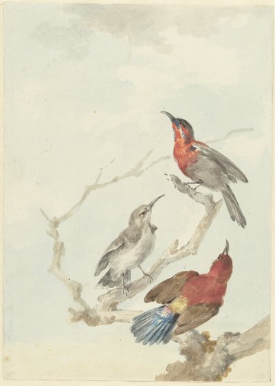 Tre Crimson Sunbirds av Aert Schouman