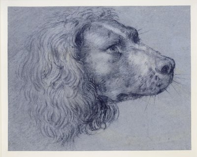 Huvudstudie av en spaniel av Agostino Carracci