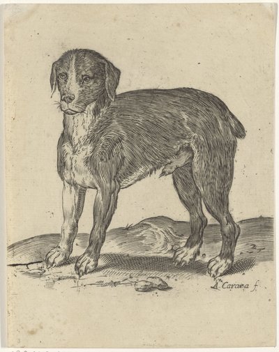 stående hund av Agostino Carracci