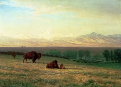 Buffalo on the Plains, ca 1890 av Albert Bierstadt