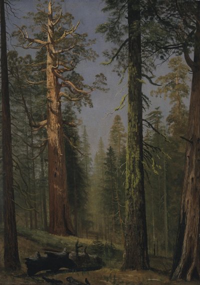 Jättekvoten Grizzly, Mariposa Grove, Kalifornien av Albert Bierstadt