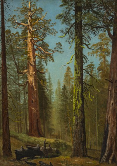 Grizzly Giant-sekvojan, Mariposa Grove, Kalifornien av Albert Bierstadt
