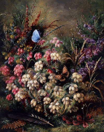 Fjäril i ljungen av Albert Durer Lucas