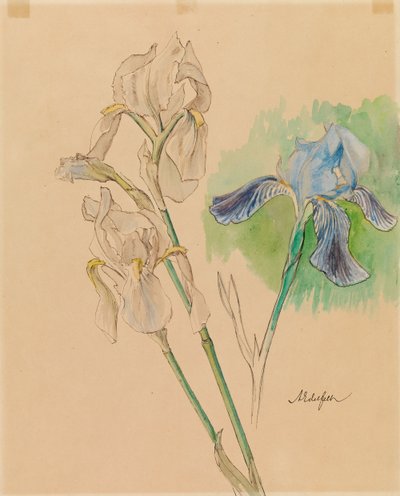 Irisar av Albert Edelfelt