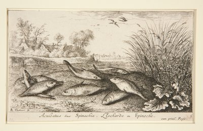 Aculeatus eller Spinachia. L av Albert Flamen