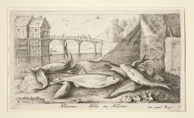 Alburnus. Ables eller Ables av Albert Flamen
