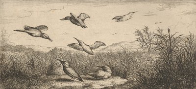 Alcedo, Martin-pescheur Kungsfiskaren: Livre d