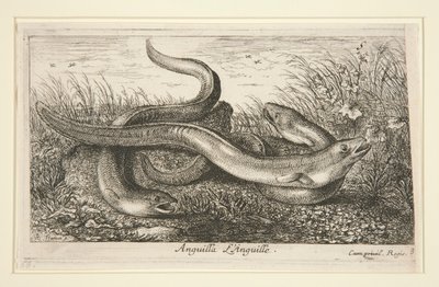 Anguilla. L av Albert Flamen