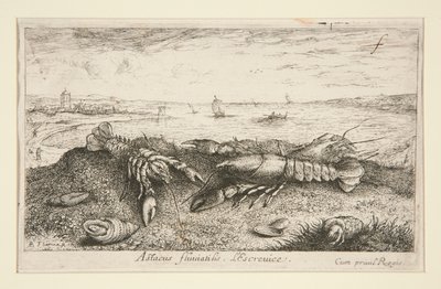 Astacus fluriatilis. L av Albert Flamen