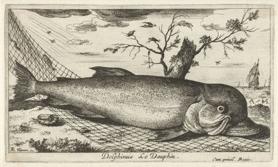 Delfin i ett fiskenät Delphinus Le Dauphin. (titel på objekt) Fiskar och andra havsdjur - saltvatten tredje serie (serietitel) Poissons de mer (serietitel) av Albert Flamen