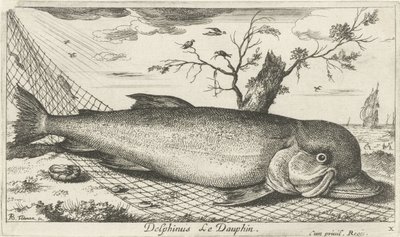 Delfin i ett fiskenät Delphinus le Dauphin. (titel på objekt) Fish and Other Sea Creatures - Saltwater Third Series (serietitel) Poissons de mer (serietitel) av Albert Flamen