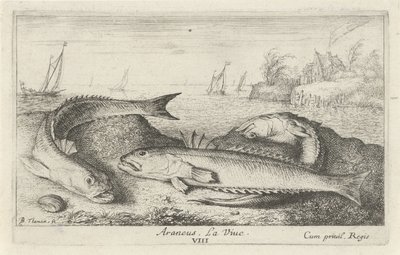 Tre fläckiga vivers på stranden Araneus. Livet. (titel på objekt) Fiskar och andra havsdjur - saltvattens andra serie (serietitel) Poissons de mer (serietitel) av Albert Flamen
