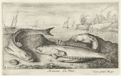 Tre fläckiga vivers på stranden Araneus. Livet. (titel på objekt) Fiskar och andra havsdjur - saltvattens andra serie (serietitel) Poissons de mer (serietitel) av Albert Flamen