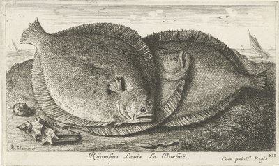Tre ungar på stranden Rhombus Laeuis La Barbuë (titel på objekt) Fiskar och andra havsdjur - saltvatten tredje serie (serietitel) Poissons de mer (serietitel) av Albert Flamen