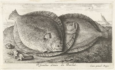 Tre ungar på stranden Rhombus Laeuis La Barbuë (titel på objekt) Fish and Other Sea Creatures - Saltwater Third Series (serietitel) Poissons de mer (serietitel) av Albert Flamen