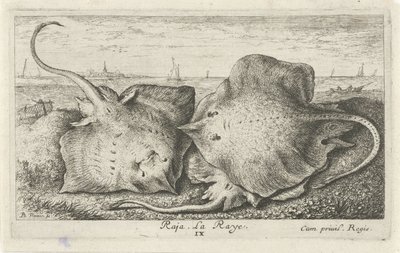 Tre strålar på stranden raja. La Raye. (titel på objekt) Fiskar och andra havsdjur - saltvattens andra serie (serietitel) Poissons de mer (serietitel) av Albert Flamen