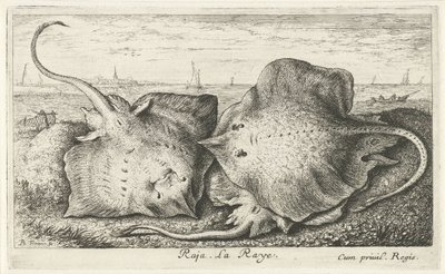 Tre strålar på stranden Raja. La Raye. (titel på objekt) Fiskar och andra havsdjur - saltvattens andra serie (serietitel) Poissons de mer (serietitel) av Albert Flamen