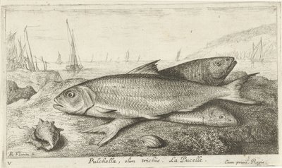 Tre fiskar på stranden Pulchella, olim trichis. La Pucelle. (titel på objekt) Fiskar och andra havsdjur - saltvatten första serie (serietitel) Diverses Especes de Poissons de mer (serietitel) av Albert Flamen