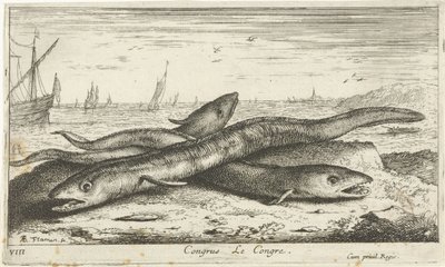 Tre havålar på stranden Congrus Le Congre. (titel på objekt) Fiskar och andra havsdjur - saltvatten första serie (serietitel) Diverses Especes de Poissons de mer (serietitel) av Albert Flamen