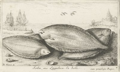 Tre sulor på stranden Solea siue Lingulaca. La Solle. (titel på objekt) Fiskar och andra havsdjur - saltvatten tredje serie (serietitel) Poissons de mer (serietitel) av Albert Flamen