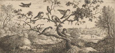Ficedula, Piuoyne Domherren: Livre d