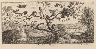 Ficedula, domherren av Albert Flamen