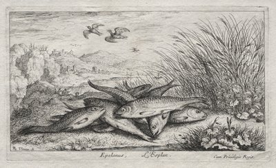 Sötvattenfisk, del II: Epelanus, L