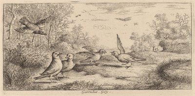 Garrulus, Jay av Albert Flamen
