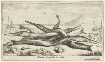 Fast på stranden Admos. Lesguille de Mer. (titel på objekt) Fiskar och andra havsdjur - saltvatten tredje serie (serietitel) Poissons de mer (serietitel) av Albert Flamen