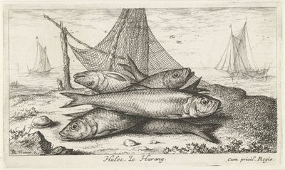 Pinnar i ett fiskenät Halec, LeHarang. (titel på objekt) Fiskar och andra havsdjur - saltvattens andra serie (serietitel) Poissons de mer (serietitel) av Albert Flamen