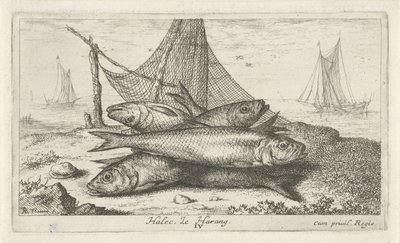 Sill i ett fiskenät Halec, Le Harang. (titel på objekt) Fiskar och andra havsdjur - saltvattens andra serie (serietitel) Poissons de mer (serietitel) av Albert Flamen