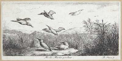 Kungsfiskaren (Alcedo) av Albert Flamen