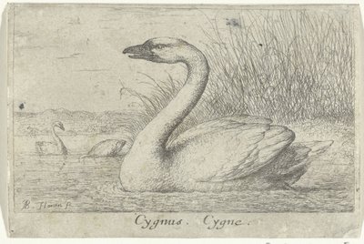 Landskap med svan Cygnus. Cygne. (titel på objekt) Tretton fågelarter (serietitel) Diuersae Auium Specie (serietitel) av Albert Flamen