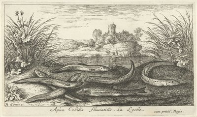 Loaches på en flodstrand Apua Cobitis fluuitilis. LaLoche. (titel på objekt) Fiskar och andra havsdjur - sötvattens andra serie (serietitel) Seconde partie de Poissons d