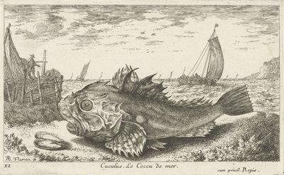 Poon på stranden Cuculus. Le Coccu de mer (titel på objekt) Fiskar och andra havsdjur - saltvatten första serie (serietitel) Diverse Especes de Poissons de mer (serietitel) av Albert Flamen