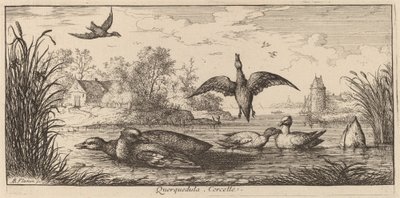Querpedula, The Teal av Albert Flamen