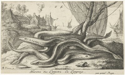 River lampreys på en bank Muraena siue Lampetra. LaLamproye. (titel på objekt) Fiskar och andra havsdjur - sötvattens andra serie (serietitel) Seconde partie de Poissons d