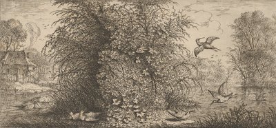 Rusticula minor, Beccassine Snipe: Livre d