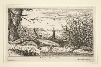 The Loach, från den andra delen av Fresh Water Fish-serien. av Albert Flamen