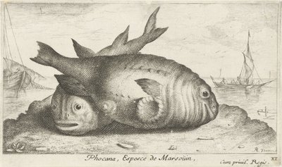 Två tumlare på stranden Phocana, Espèce de Marsoüin, (titel på objekt) Fish and Other Sea Creatures - Saltwater Third Series (serietitel) Poissons de mer (serietitel) av Albert Flamen