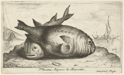 Två tumlare på stranden Phoca Na, Espèce de Marsoüin, (titel på objekt) Fiskar och andra havsdjur - saltvatten tredje serie (serietitel) Poissons de mer (serietitel) av Albert Flamen