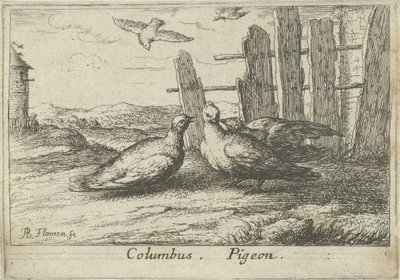 Två duvor vid ett staket Columbus. duva. (titel på objekt) Tretton fågelarter (serietitel) Diuersae Auium Specie (serietitel) av Albert Flamen