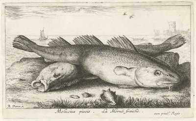 Två torskar på stranden Molucius piscis. Le Morue Fraiche. (titel på objekt) Fiskar och andra havsdjur - saltvattens andra serie (serietitel) Poissons de mer (serietitel) av Albert Flamen