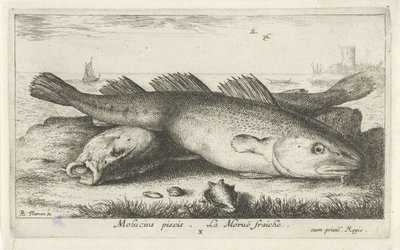 Två torskar på stranden Molucius piscis. La Morue fraiche. (titel på objekt) Fiskar och andra havsdjur - saltvattens andra serie (serietitel) Poissons de mer (serietitel) av Albert Flamen