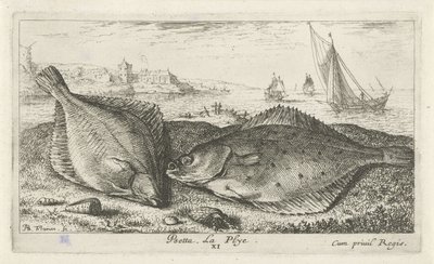 Två plattfiskar på stranden psetta. La Plye. (titel på objekt) Fiskar och andra havsdjur - saltvattens andra serie (serietitel) Poissons de mer (serietitel) av Albert Flamen