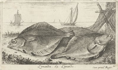 Två dabs på stranden limanda. La Limande. (titel på objekt) Fiskar och andra havsdjur - saltvatten tredje serie (serietitel) Poissons de mer (serietitel) av Albert Flamen