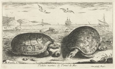 Två sköldpaddor på stranden testudo småbåtshamn; La Tortuë de Mer (titel på objekt) Fiskar och andra havsdjur - saltvattens andra serie (serietitel) Poissons de mer (serietitel) av Albert Flamen