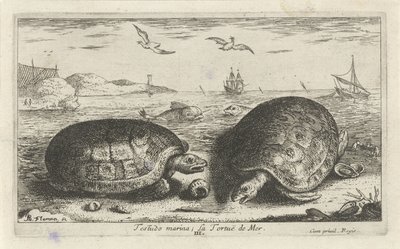 Två sköldpaddor på stranden testudo småbåtshamn; La Tortuë de Mer (titel på objekt) Fiskar och andra havsdjur - saltvattens andra serie (serietitel) Poissons de mer (serietitel) av Albert Flamen