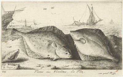 Två rödspätta på stranden Flesus siue Fleteletus. La flez. (titel på objekt) Fiskar och andra havsdjur - saltvatten första serie (serietitel) Diverse Especes de Poissons de mer (serietitel) av Albert Flamen