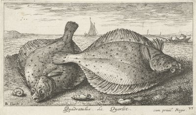 Två rödspätta på stranden Quadratulus. LeQuarlet. (titel på objekt) Fiskar och andra havsdjur - saltvatten tredje serie (serietitel) Poissons de mer (serietitel) av Albert Flamen
